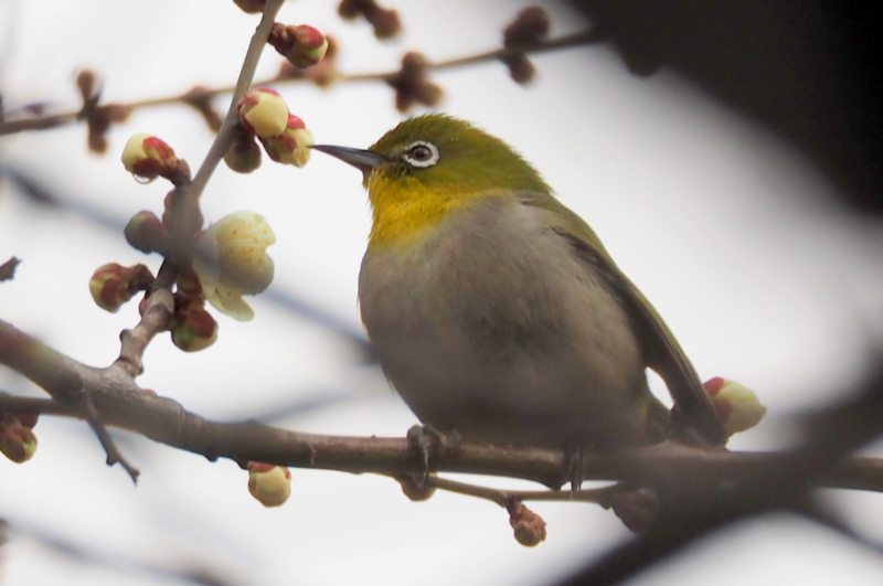 f:id:digibirds:20150227191239j:image f:id:digibirds:20150227191239j:image