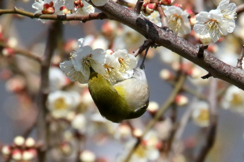 f:id:digibirds:20150302124813j:image f:id:digibirds:20150302124813j:image