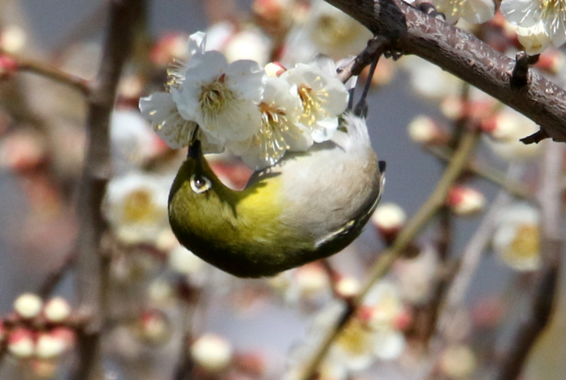f:id:digibirds:20150302124816j:image f:id:digibirds:20150302124816j:image