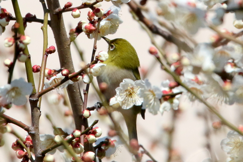 f:id:digibirds:20150302124818j:image f:id:digibirds:20150302124818j:image