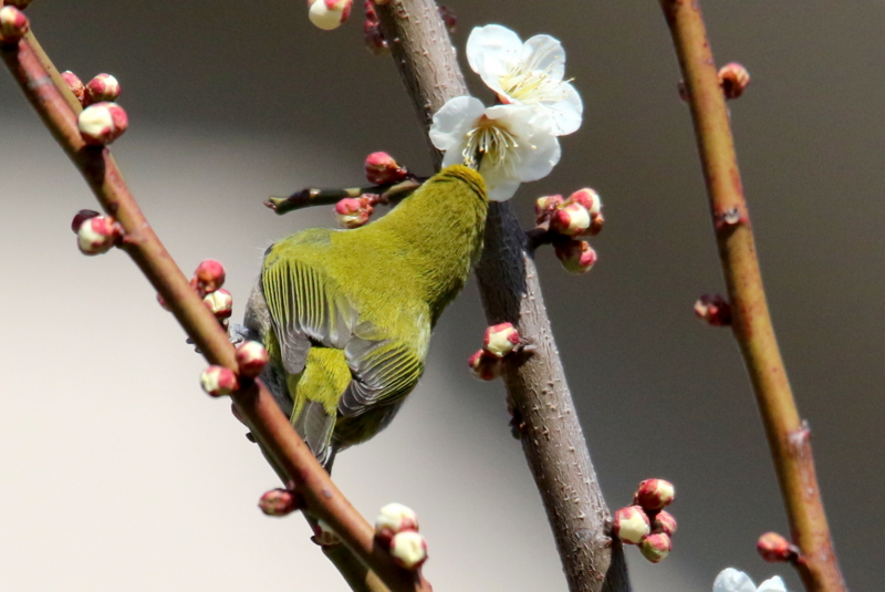 f:id:digibirds:20150302124822j:image f:id:digibirds:20150302124822j:image