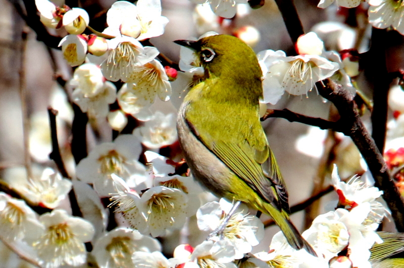 f:id:digibirds:20150302124827j:image f:id:digibirds:20150302124827j:image
