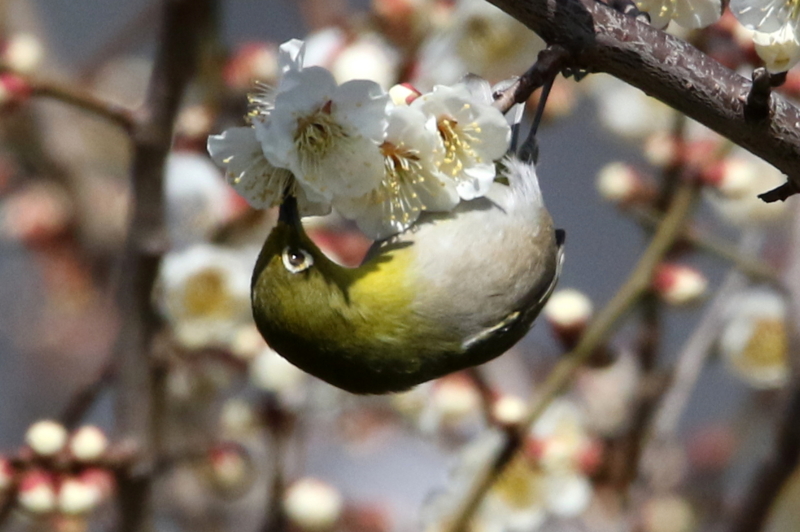 f:id:digibirds:20150302124832j:image f:id:digibirds:20150302124832j:image