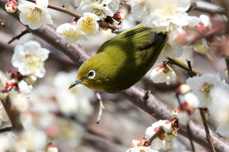 f:id:digibirds:20150302124837j:image f:id:digibirds:20150302124837j:image