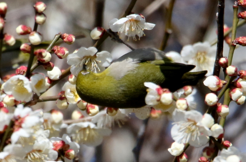 f:id:digibirds:20150302125114j:image f:id:digibirds:20150302125114j:image