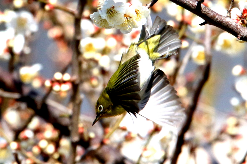 f:id:digibirds:20150302125118j:image f:id:digibirds:20150302125118j:image