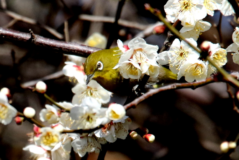 f:id:digibirds:20150302181347j:image f:id:digibirds:20150302181347j:image