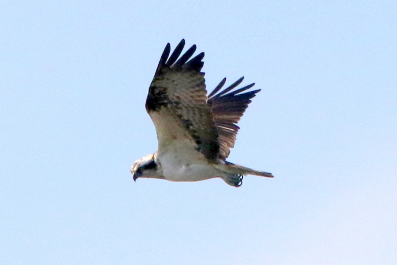 f:id:digibirds:20150329132043j:image