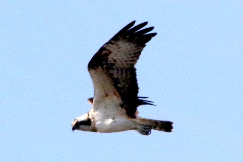f:id:digibirds:20150329132046j:image