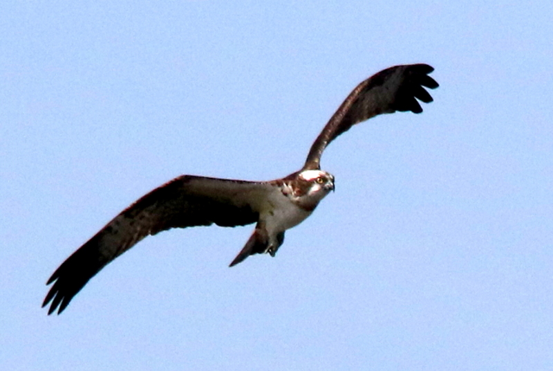f:id:digibirds:20150329132048j:image