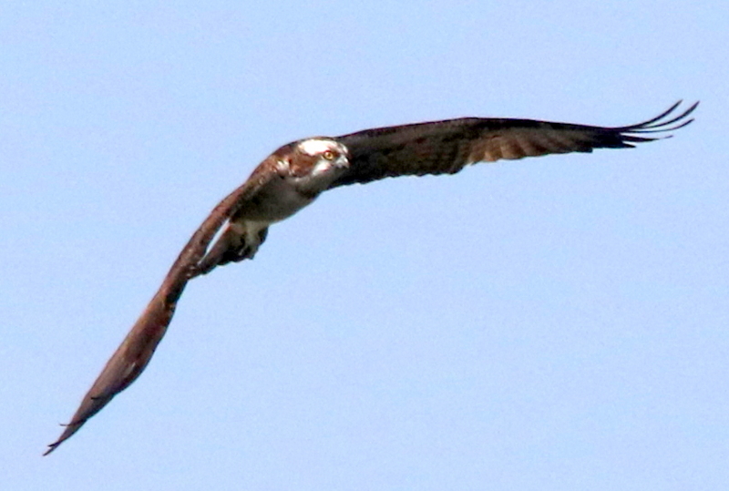 f:id:digibirds:20150329132050j:image