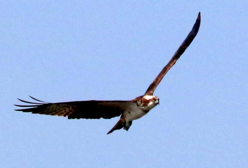 f:id:digibirds:20150329132052j:image