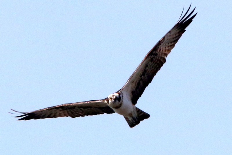 f:id:digibirds:20150329133010j:image