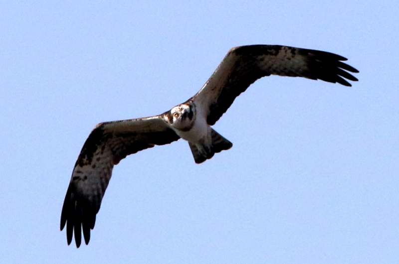 f:id:digibirds:20150329133012j:image
