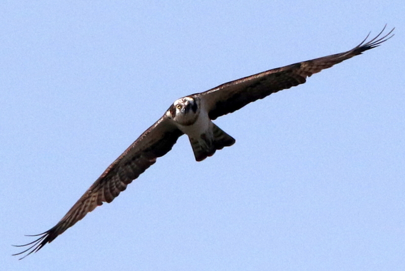 f:id:digibirds:20150329133014j:image