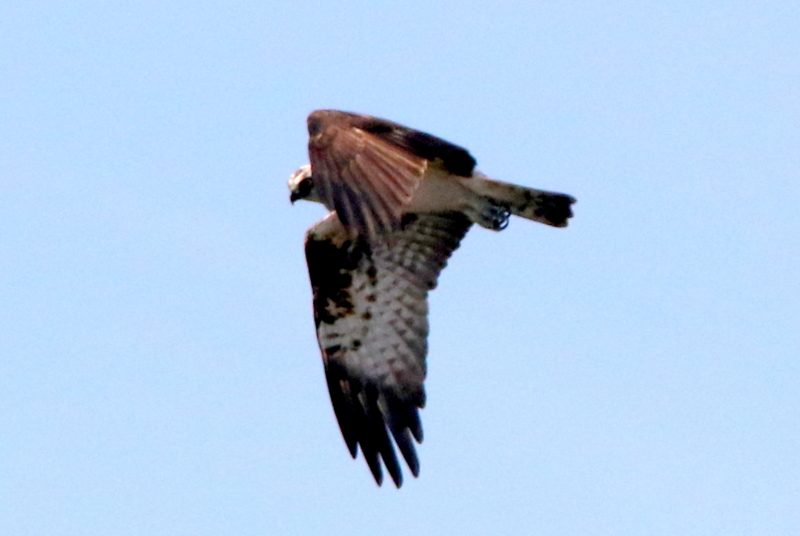 f:id:digibirds:20150329133344j:image