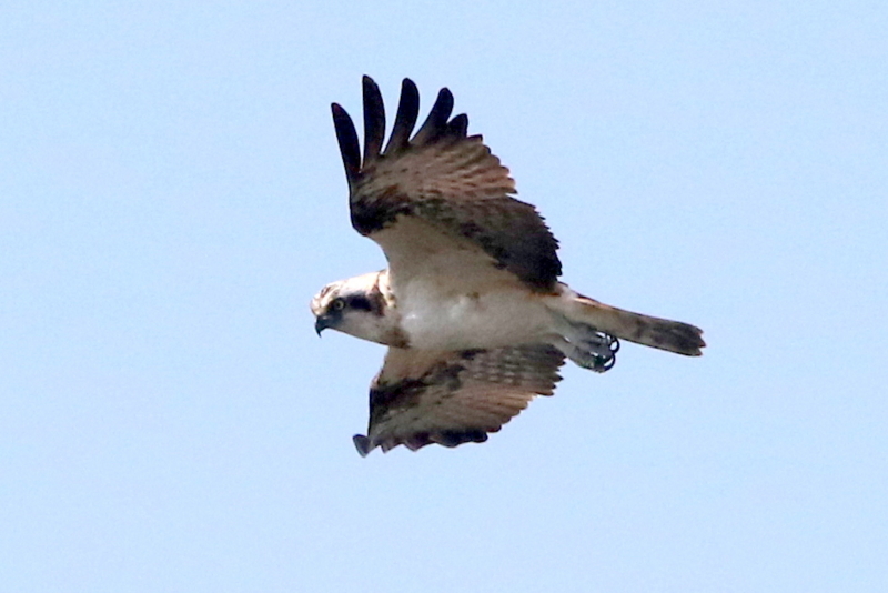f:id:digibirds:20150329133719j:image