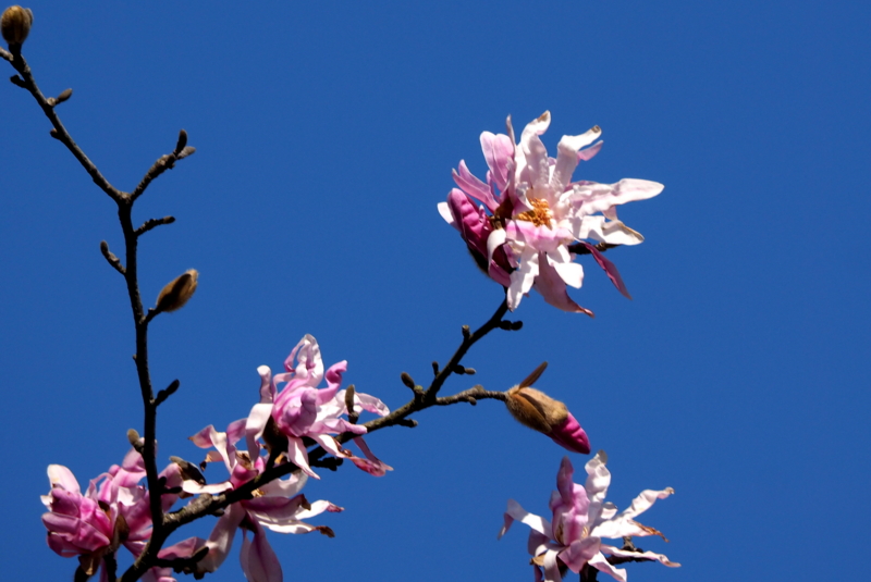 f:id:digibirds:20150331103958j:image