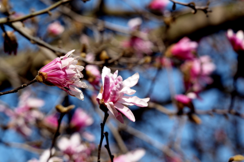 f:id:digibirds:20150331104019j:image
