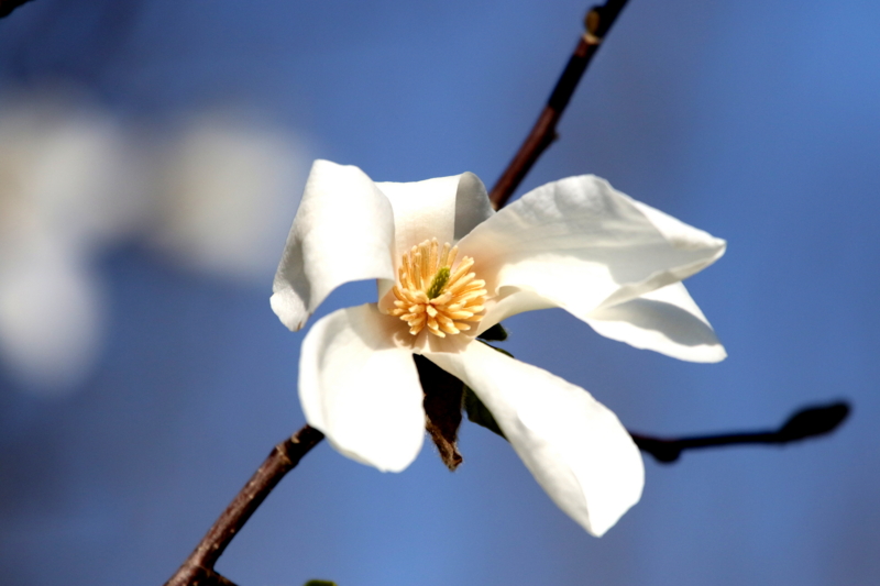 f:id:digibirds:20150331104051j:image