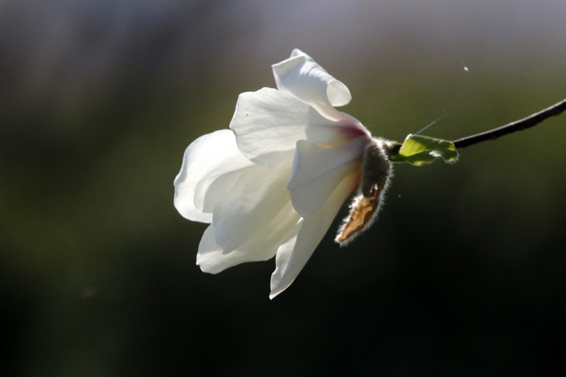 f:id:digibirds:20150331104128j:image
