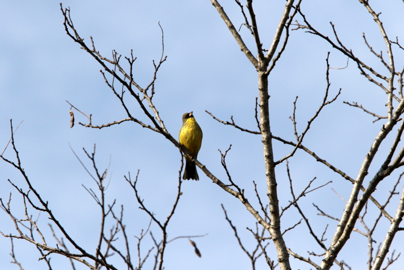 f:id:digibirds:20150401110111j:image f:id:digibirds:20150401110111j:image