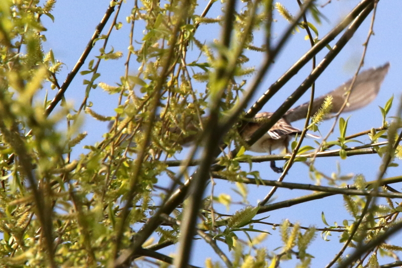 f:id:digibirds:20150401110138j:image f:id:digibirds:20150401110138j:image