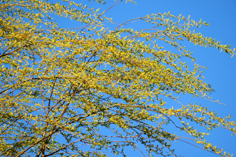 f:id:digibirds:20150401110145j:image f:id:digibirds:20150401110145j:image