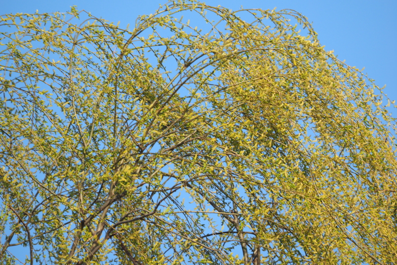 f:id:digibirds:20150401110210j:image f:id:digibirds:20150401110210j:image