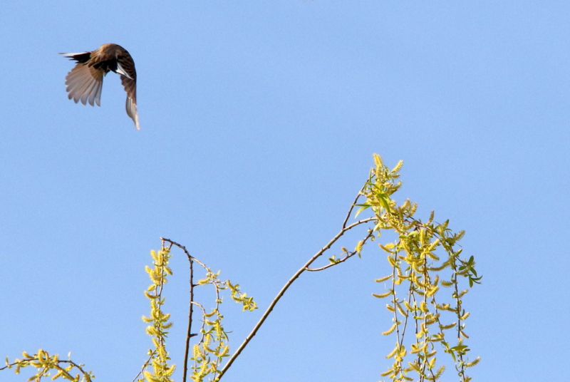 f:id:digibirds:20150401110342j:image f:id:digibirds:20150401110342j:image