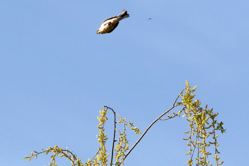 f:id:digibirds:20150401110348j:image f:id:digibirds:20150401110348j:image