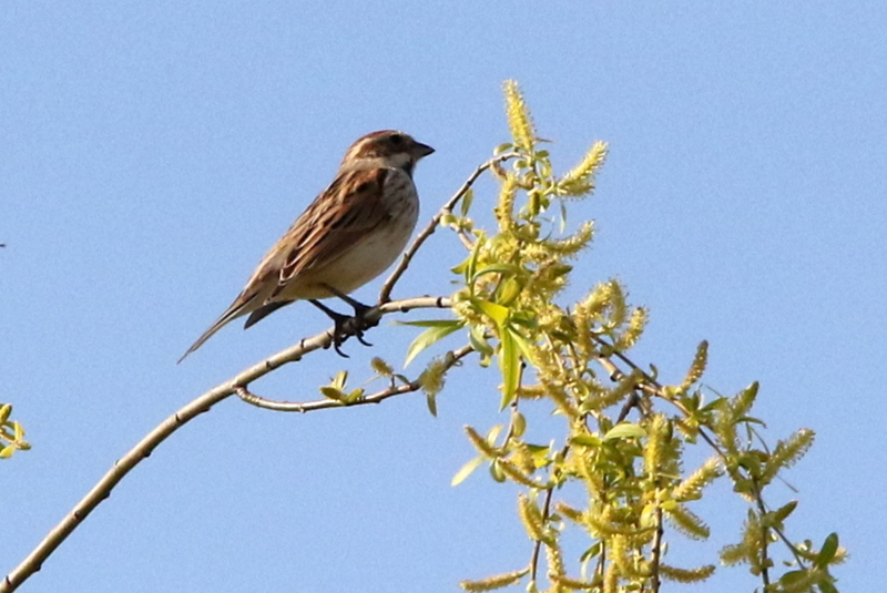 f:id:digibirds:20150401110357j:image f:id:digibirds:20150401110357j:image