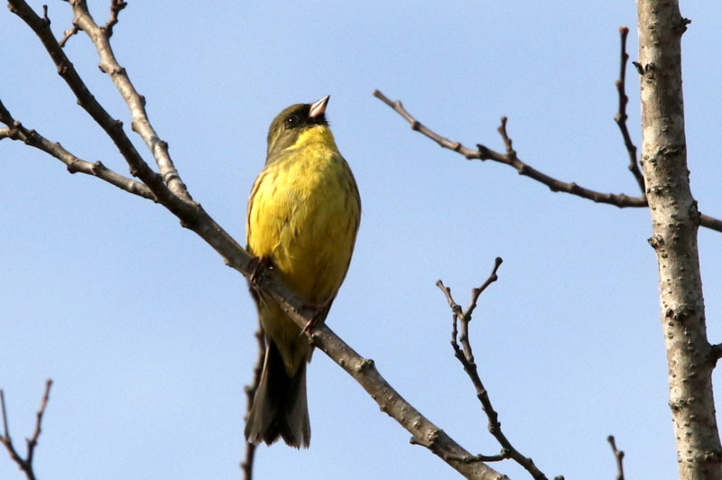 f:id:digibirds:20150401110400j:image f:id:digibirds:20150401110400j:image