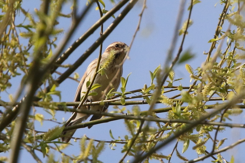 f:id:digibirds:20150401110538j:image f:id:digibirds:20150401110538j:image