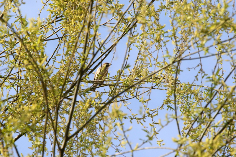 f:id:digibirds:20150401110541j:image f:id:digibirds:20150401110541j:image