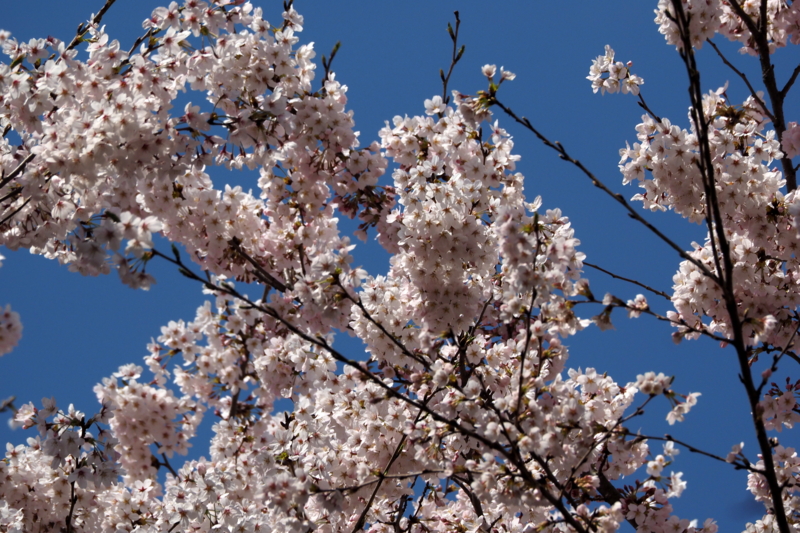 f:id:digibirds:20150402161634j:image