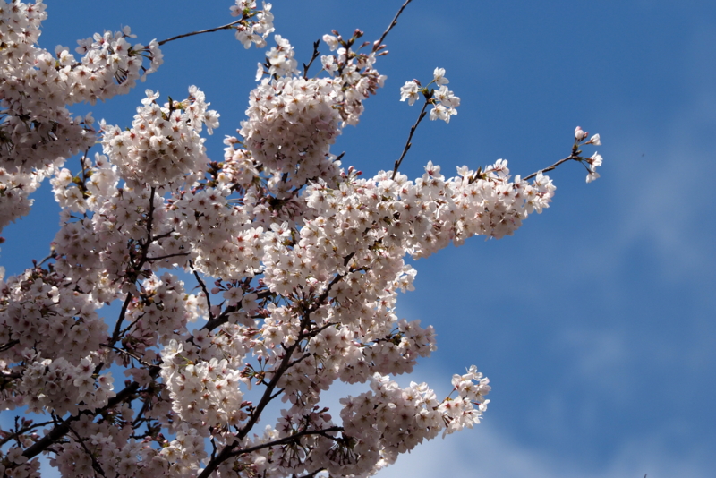 f:id:digibirds:20150402161658j:image