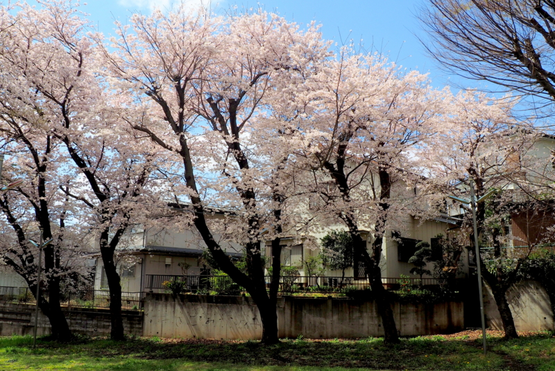 f:id:digibirds:20150402161806j:image