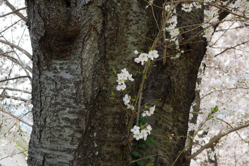 f:id:digibirds:20150402162018j:image