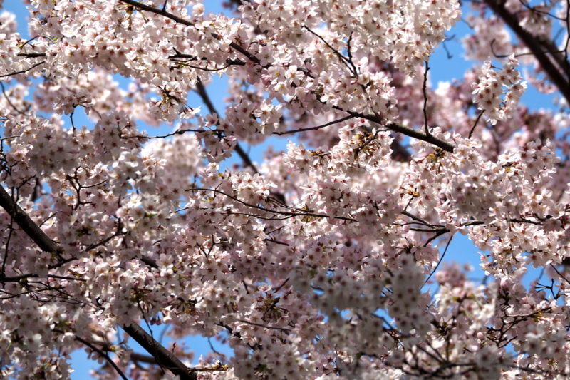 f:id:digibirds:20150402162041j:image