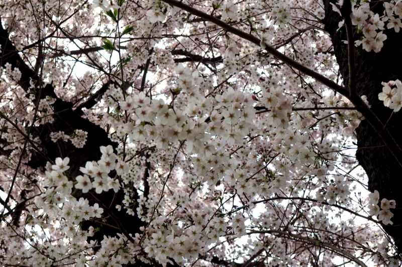 f:id:digibirds:20150402162105j:image