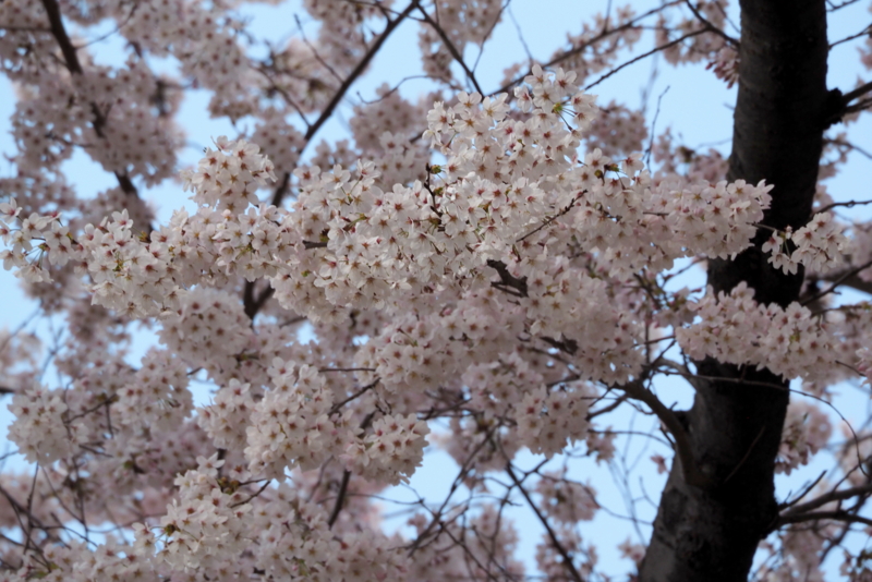 f:id:digibirds:20150402162129j:image