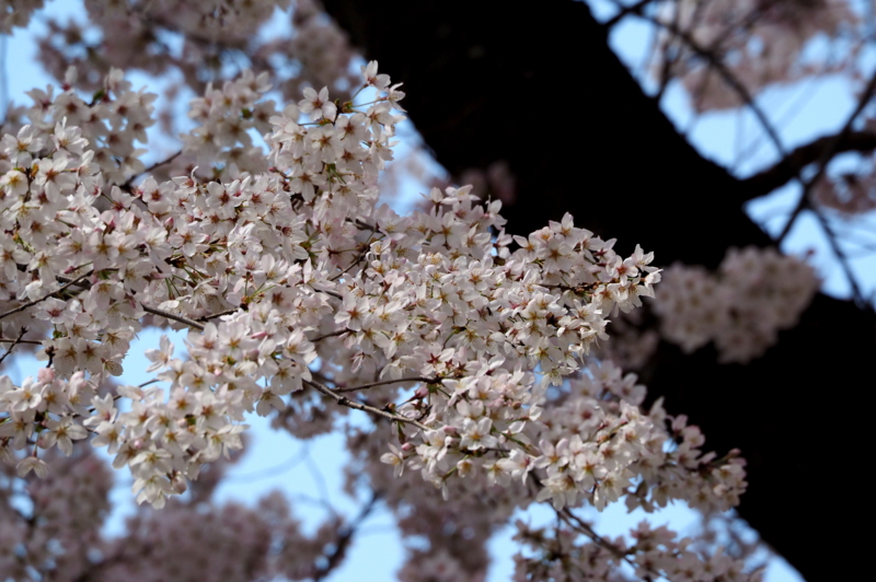 f:id:digibirds:20150402162153j:image
