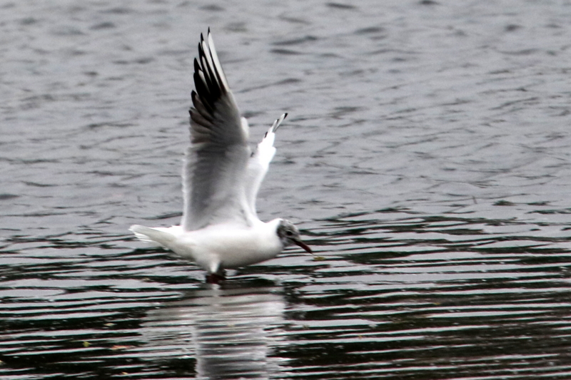 f:id:digibirds:20150403194114j:image f:id:digibirds:20150403194114j:image