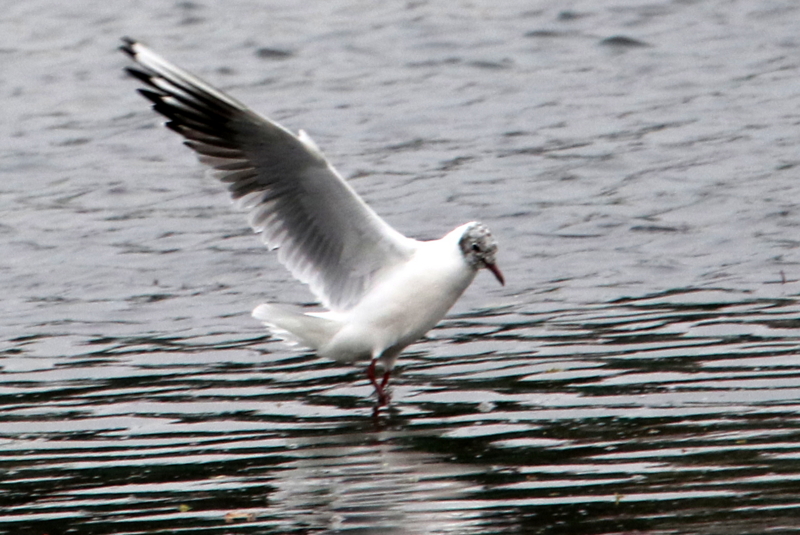 f:id:digibirds:20150403194119j:image f:id:digibirds:20150403194119j:image