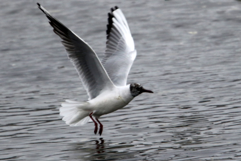 f:id:digibirds:20150403194122j:image f:id:digibirds:20150403194122j:image