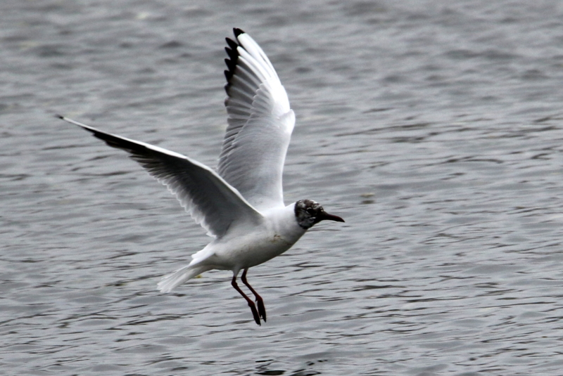 f:id:digibirds:20150403194127j:image f:id:digibirds:20150403194127j:image