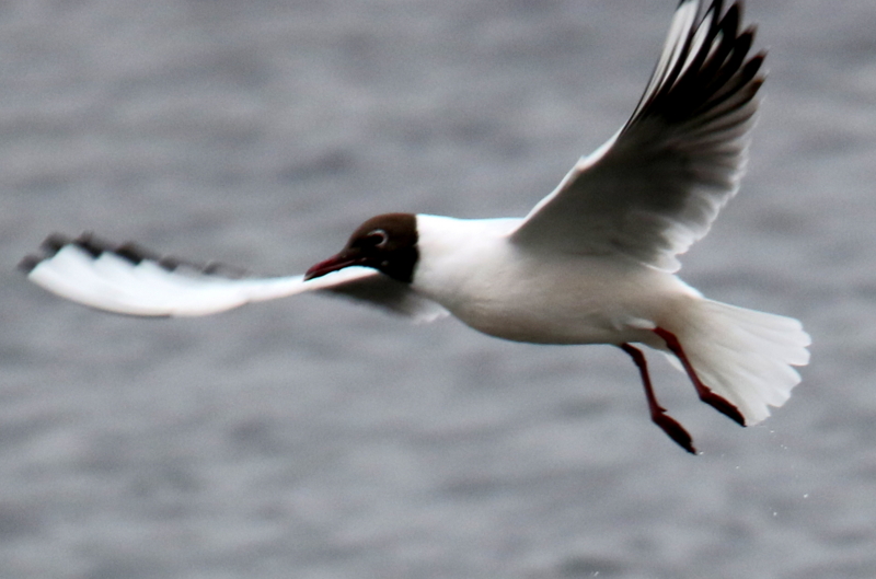 f:id:digibirds:20150403194143j:image f:id:digibirds:20150403194143j:image