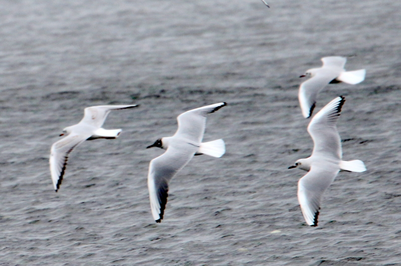 f:id:digibirds:20150403194147j:image f:id:digibirds:20150403194147j:image