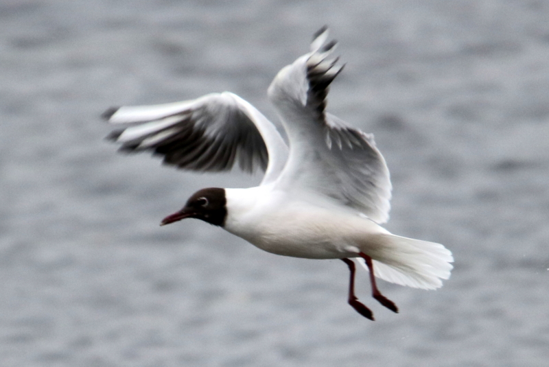 f:id:digibirds:20150403233645j:image f:id:digibirds:20150403233645j:image